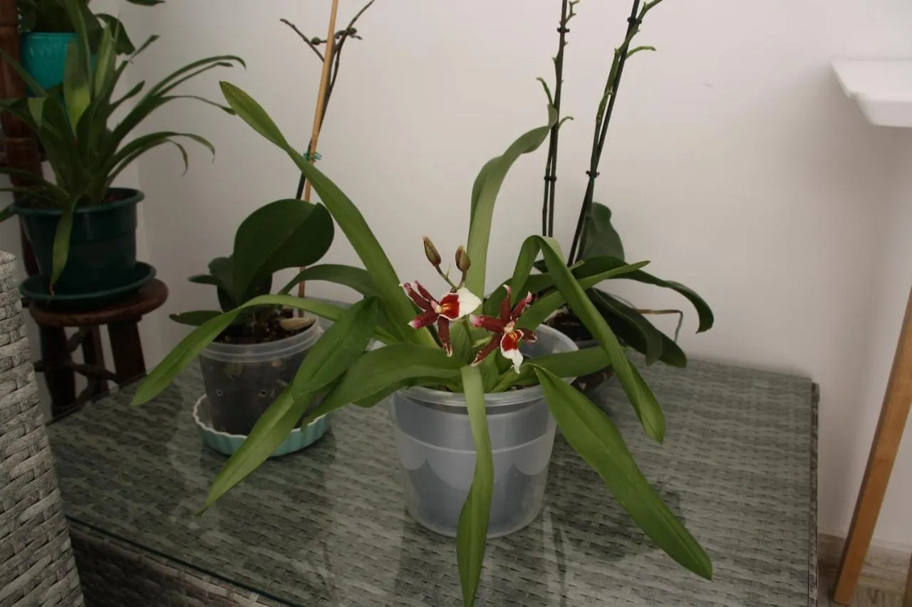 빌라레알데산토안토니오 House Of Orchids With Patio 아파트 포르투갈